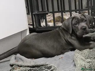 Cane Corso dogs Exceptional, Champion Bloodline Cane Corso Puppies - Advert 3