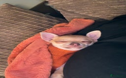 Chihuahua dogs for sale: XXS teacup chihuahua girl  - Image 12