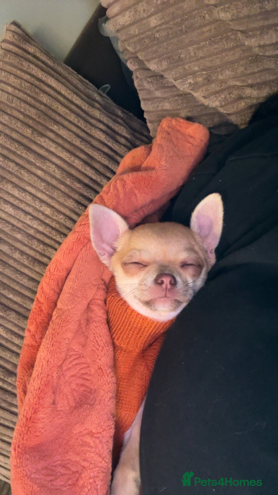 Chihuahua dogs for sale: XXS teacup chihuahua girl  - Image 12
