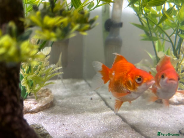 Goldfish fish Rehoming - Advert 1