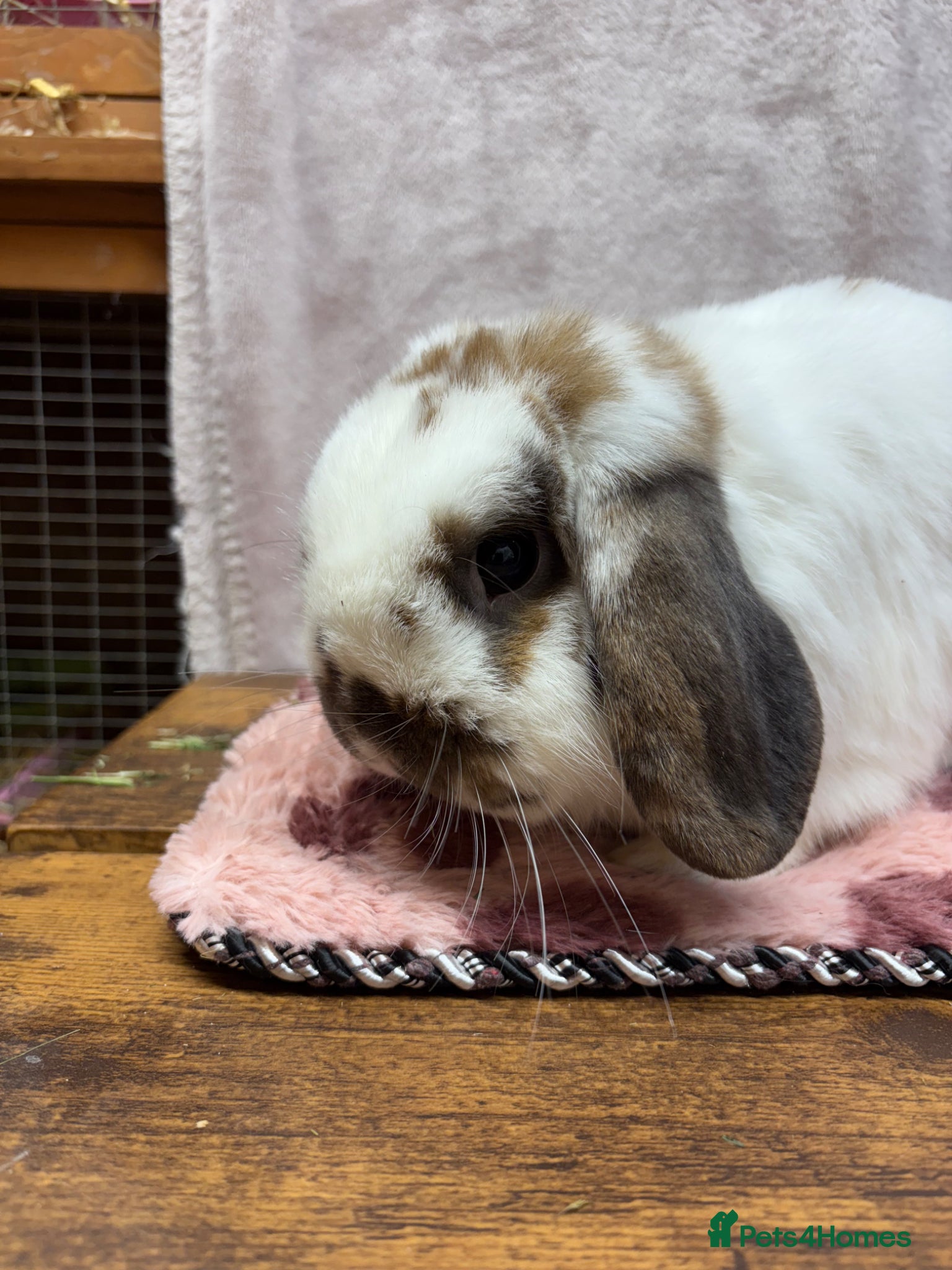 Mini Lop rabbits Mini lops 1 year old super friendly - Advert 1