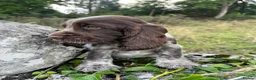Cocker Spaniel dogs for sale: SHOW KC Registered, true to type, Cocker Spaniels - Advert 9