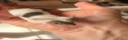 Mouse rodents for sale: 2 adorable mice for sale  - Advert 5