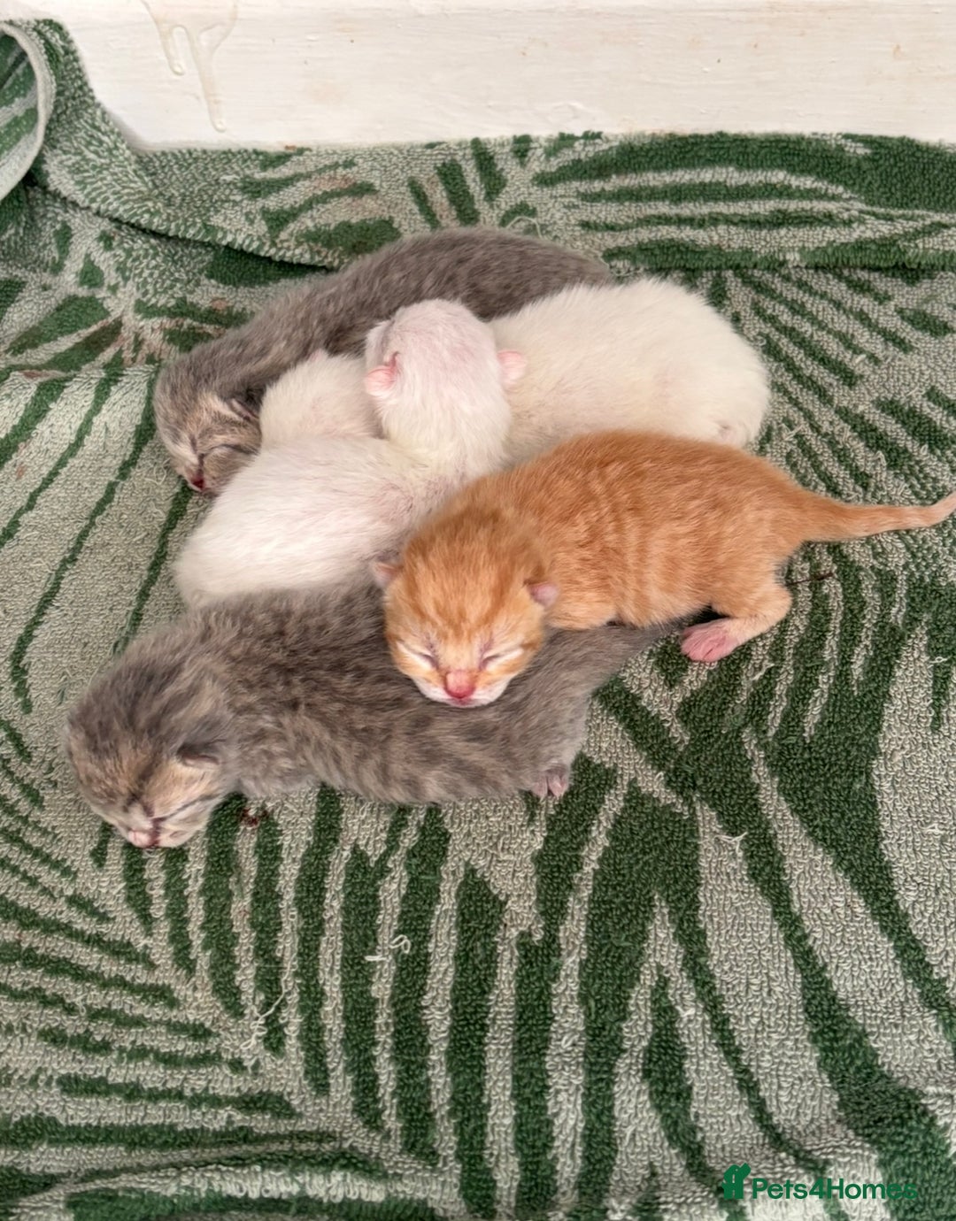 British Shorthair cats for sale: British short hair kittens  - Image 10