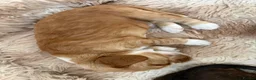 Cocker Spaniel dogs for sale: A gorgeous Spaniel boy  - Advert 6