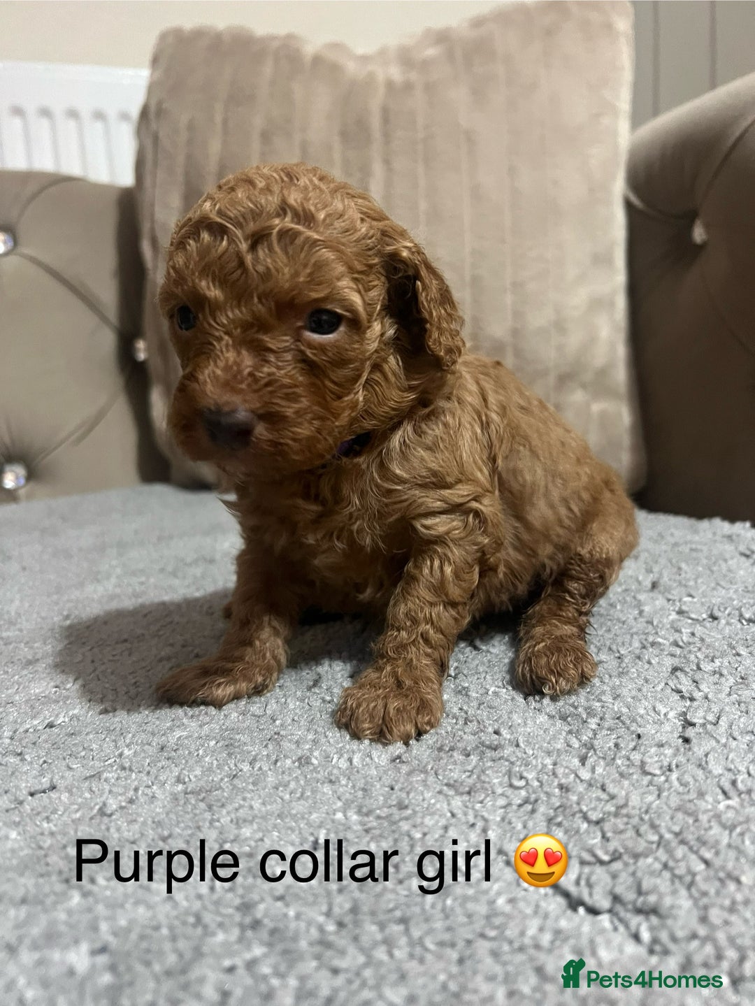 Cavapoo dogs for sale: Cavapoos ready 22nd January  - Advert 17