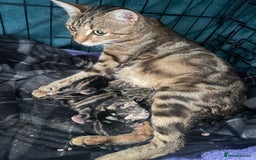 Bengal cats for sale: 9 BENGAL RAGDOLL X KITTENS - Image 1
