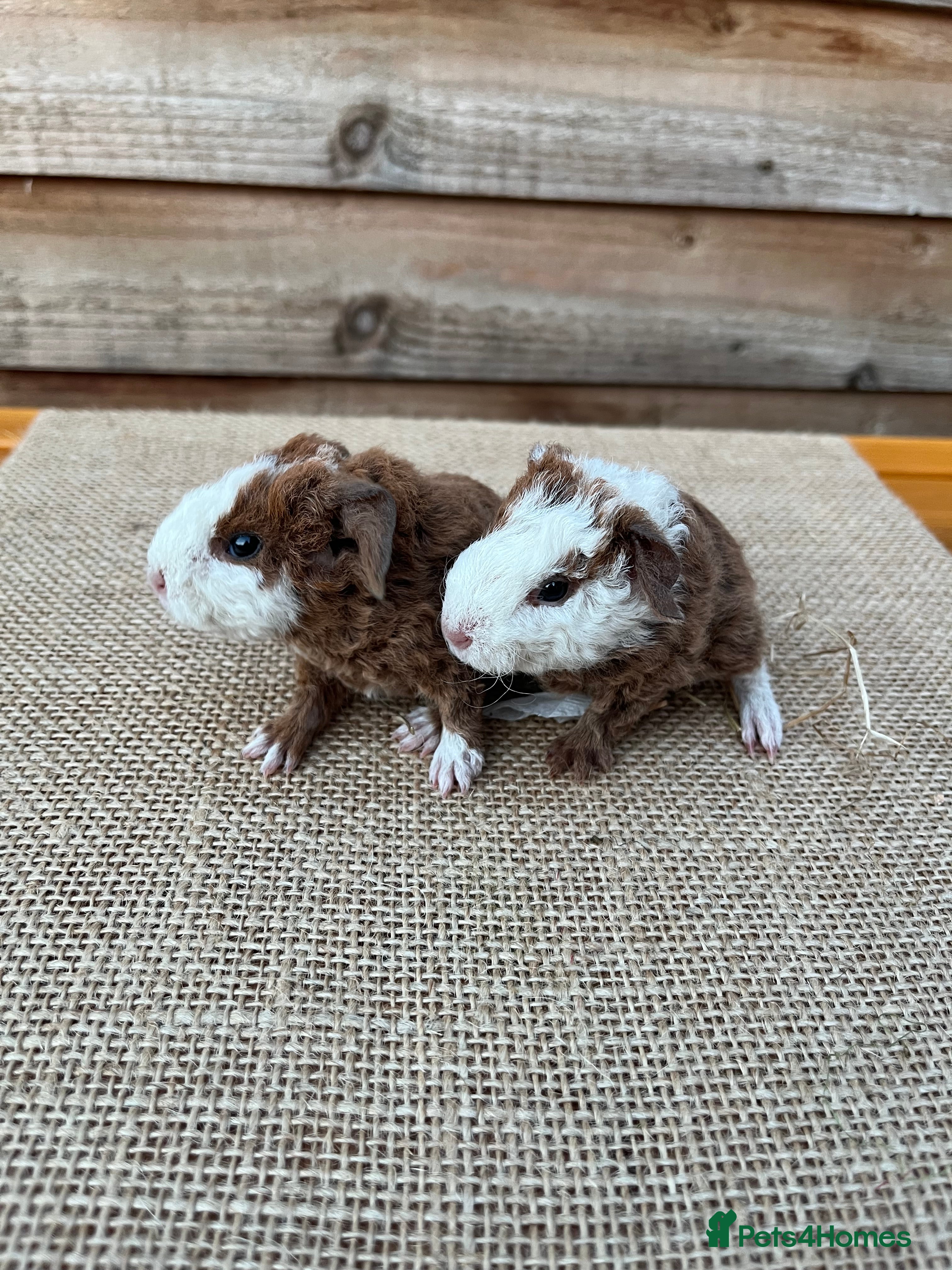 Guinea Pig rodents Baby Teddy Guinea Pigs  - Advert 7