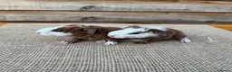 Guinea Pig rodents for sale: Peruvian and Teddy Boys  - Advert 3