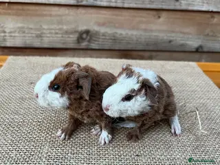 Guinea Pig rodents Baby Teddy Guinea Pigs - Advert 7