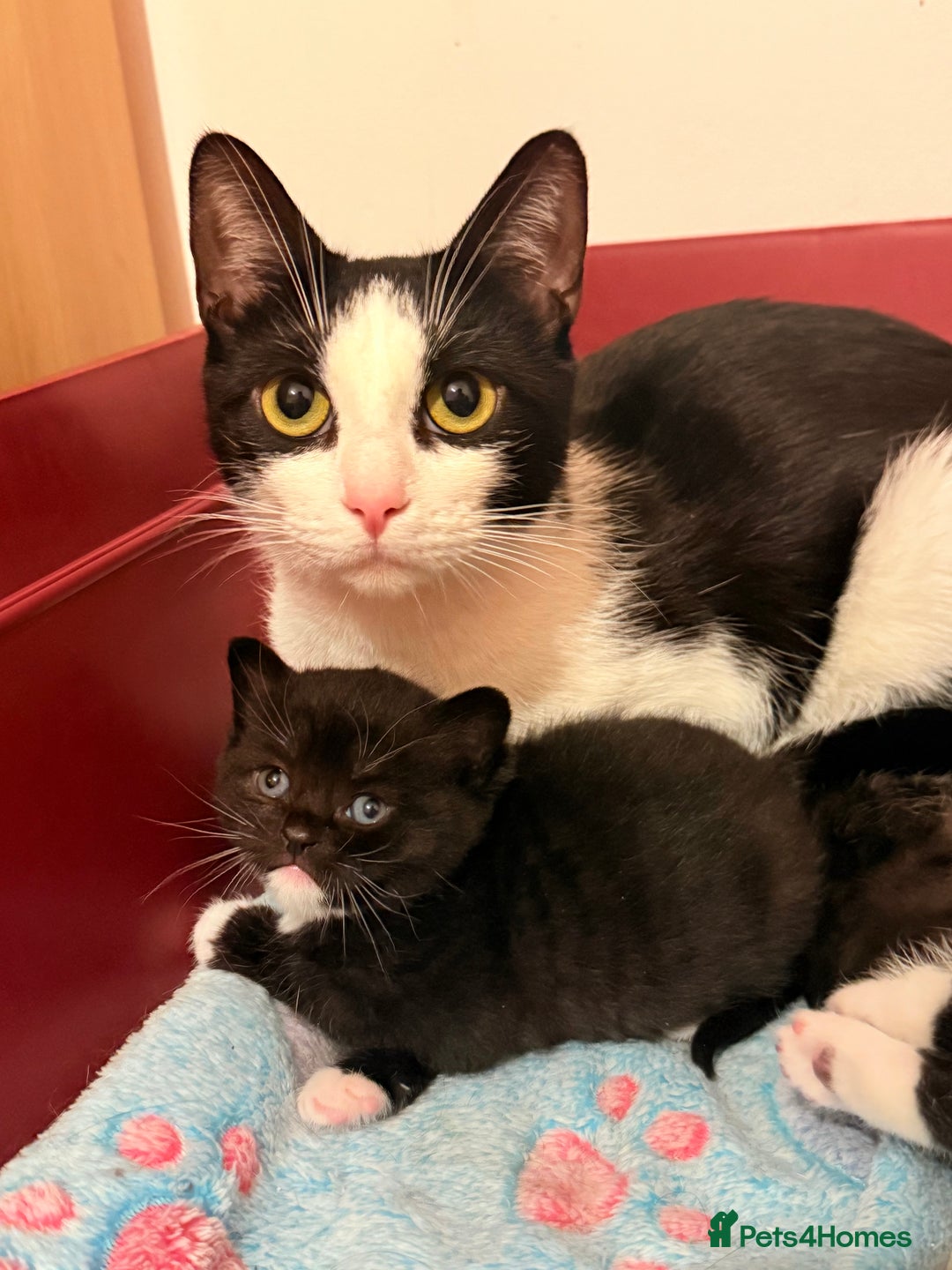 Mixed Breed cats for sale: British Short Hair X DSH - Advert 3