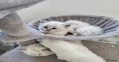 Ragdoll cats - Advert 11