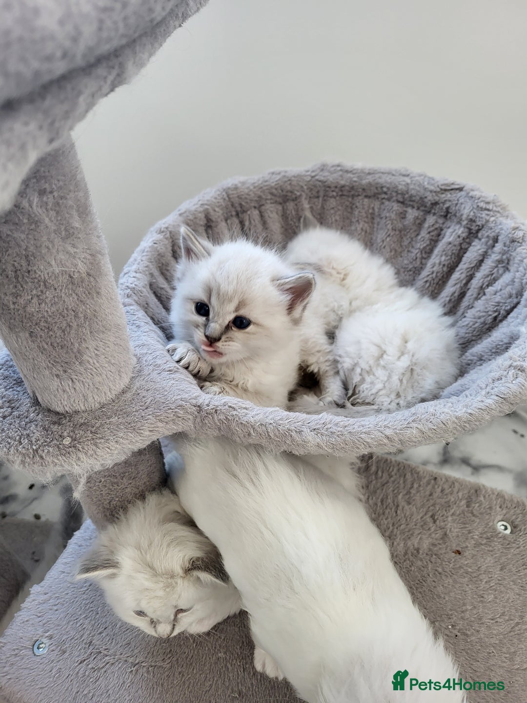 Ragdoll cats for sale: HCM/PKD clear ragdoll boys - Image 3
