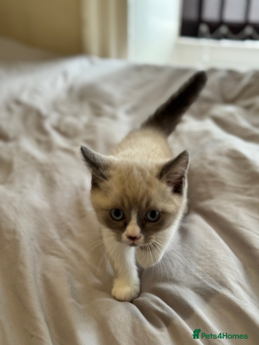 British Shorthair cats for sale: British shorthair kittens - Image 6