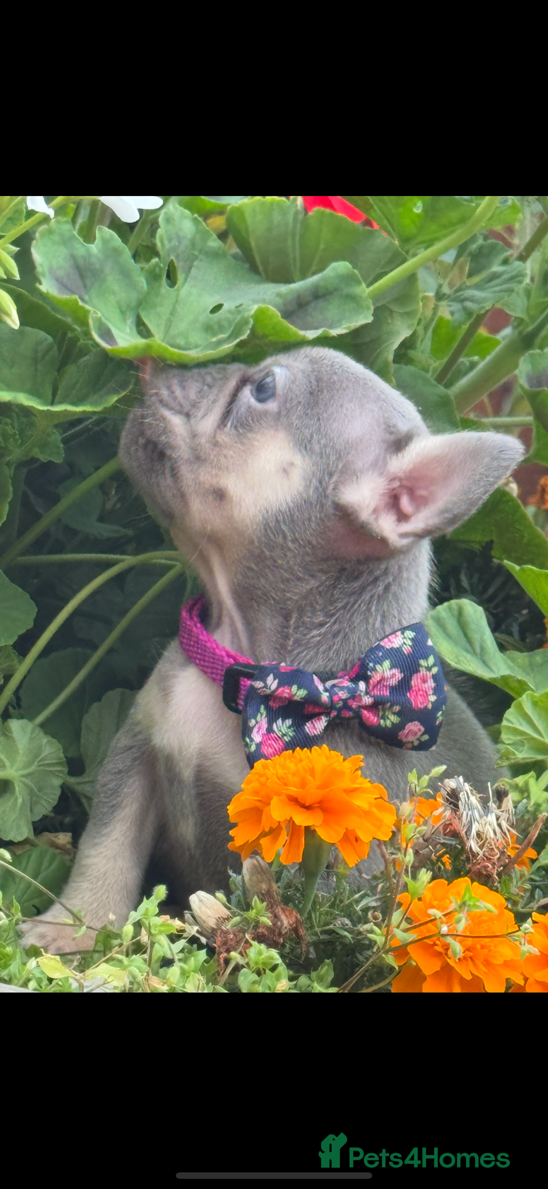 French Bulldog dogs for sale: Beautiful fluffy/ fluffy carrier Frenchie pups  - Image 11