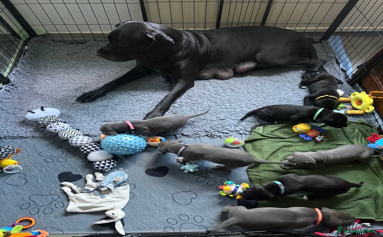 Great Dane dogs - Advert 2