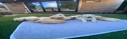 Golden Retriever dogs for sale: ⭐ KC Registered Golden Retriever Puppies ⭐️  - Advert 23