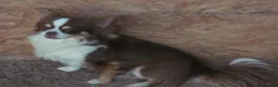 Chihuahua dogs for sale: Five Tiny Chihuahuas, One Very Special Beginning❤️ - Advert 10