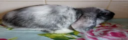 Mini Lop rabbits for sale: Pedigree Mini Lops in Tamworth - Advert 13