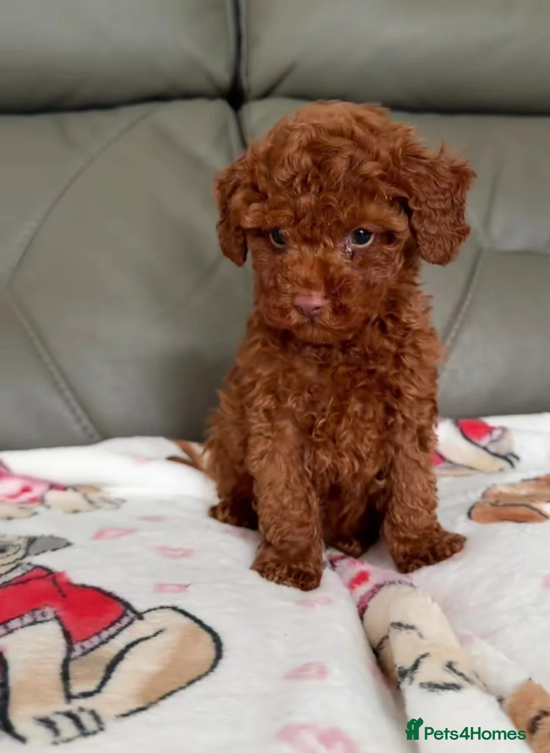 Cavapoo dogs for sale: Gorgeous Red Cavapoo Puppies - Advert 6