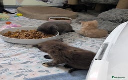 Mixed Breed cats for sale: Siamese/ragdoll/Scottish fold  - Image 25