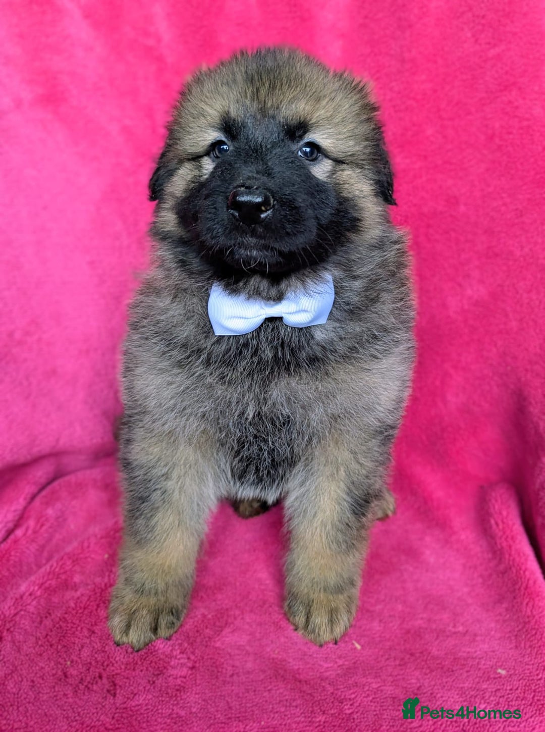 German Shepherd dogs for sale: Adorable German Shepherd puppies - Image 11