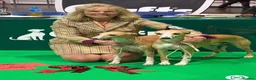 Whippet dogs for sale: Crufts winning parents - Advert 14