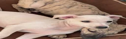 Italian Greyhound dogs for sale: 5 wonderful Wiggy’s licensed breeder  - Advert 32