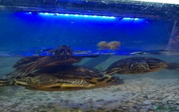 Terrapin reptiles for sale: Turtles - Image 4