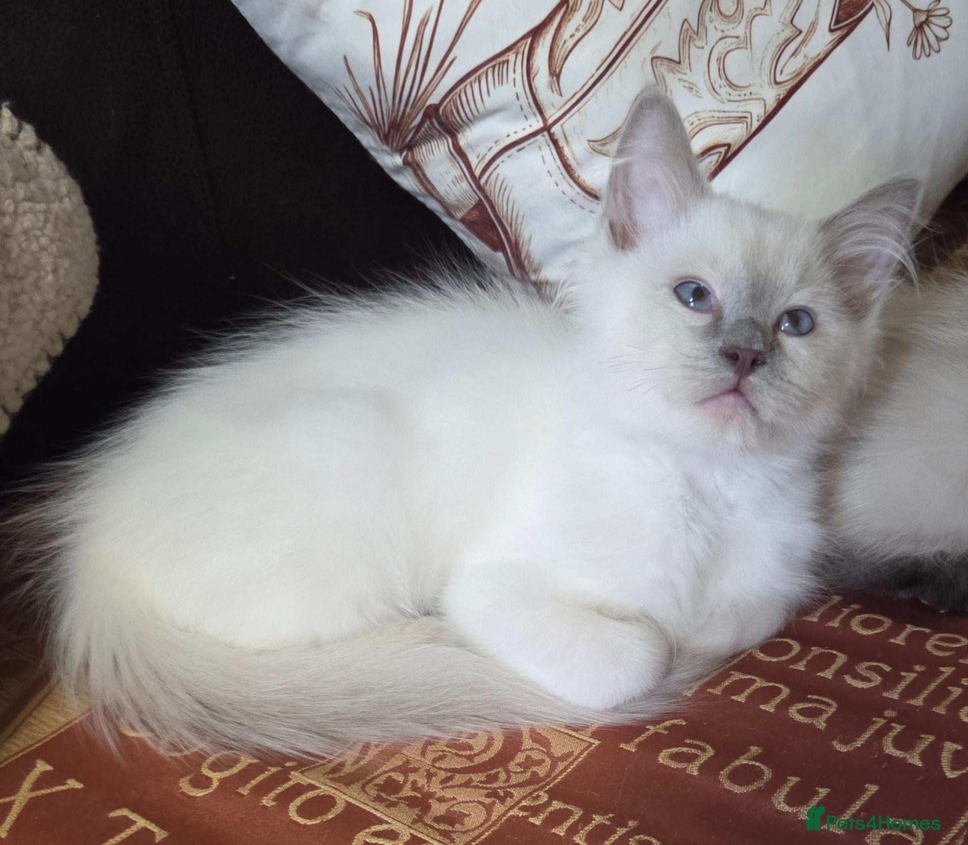 Ragdoll cats for sale: GCCF REGISTERED PEDIGREE RAGDOLL KITTENS  - Advert 1