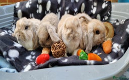 Mini Lop rabbits for sale: 4x Mini Lop Female Bunnies - Image 3