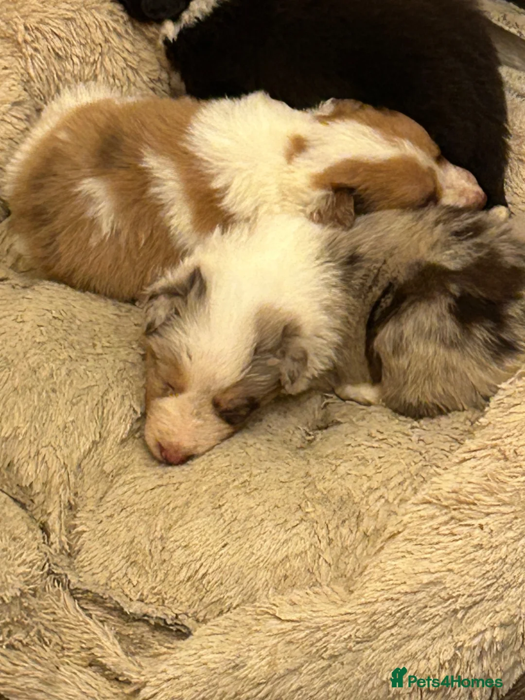 Border Collie dogs for sale: Stunning Border Collie pups in ELY - Advert 2