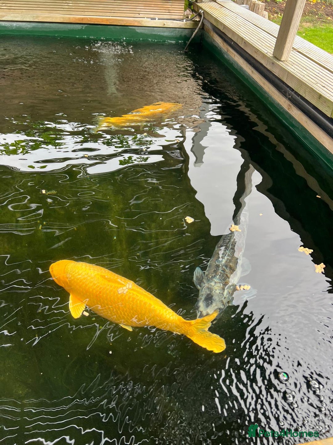 Koi Carp fish for sale: Two Koi Carp - Image 4