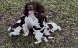 English Springer Spaniel dogs for sale: English springer spaniel - Image 4