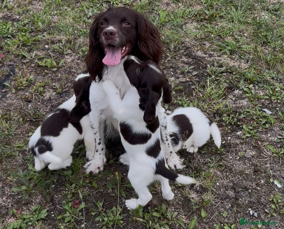 English Springer Spaniel dogs for sale: English springer spaniel - Image 4