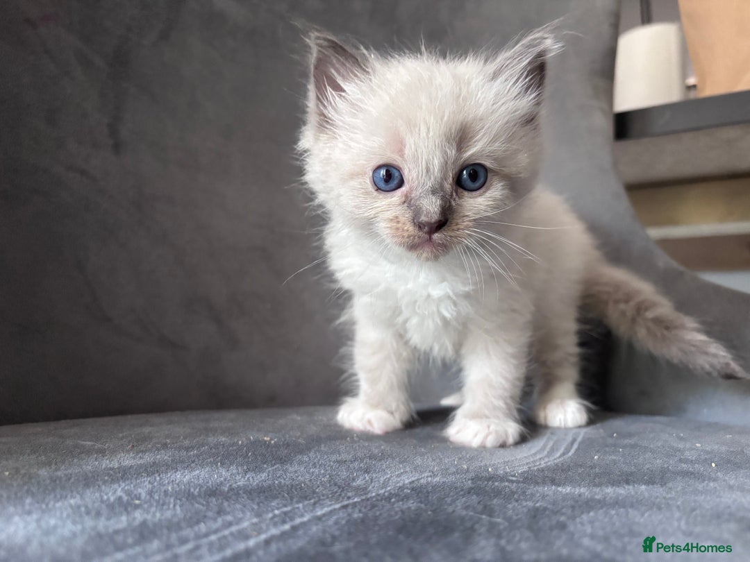 Ragdoll cats for stud: Gorgeous Ragdoll stud  - Image 14