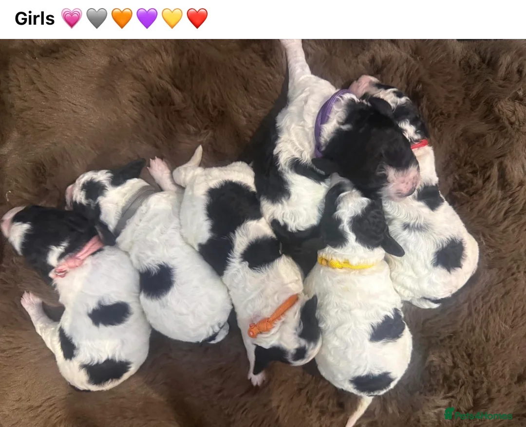 Miniature Poodle dogs for sale: KC parti colour miniature poodle puppies - Advert 1