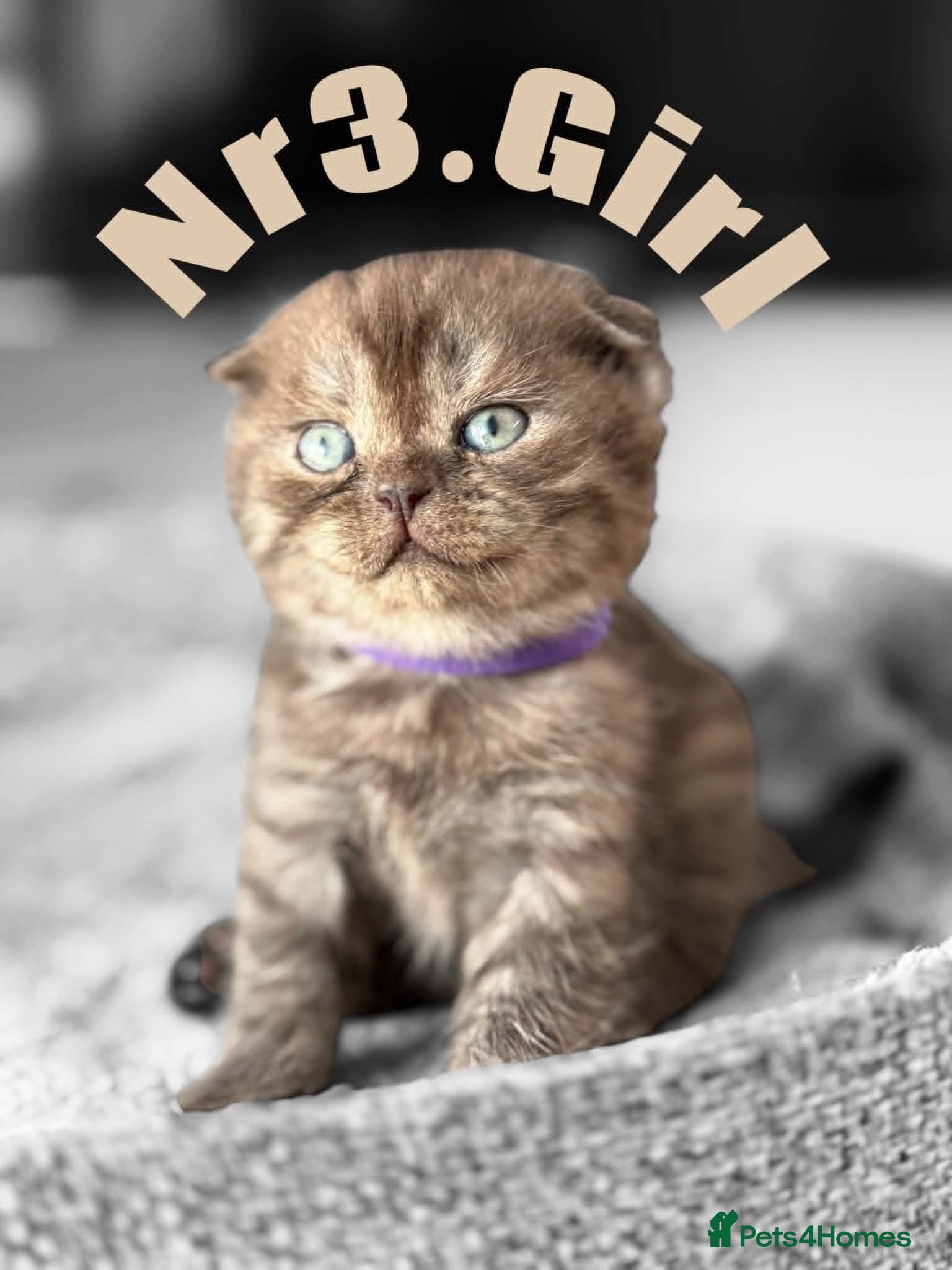 Scottish Fold cats for sale: 6 Pedigree Scottish Fold and Straight Kittens - Advert 6