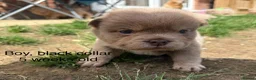 Mixed Breed dogs for sale: French chow puppies  - Advert 5
