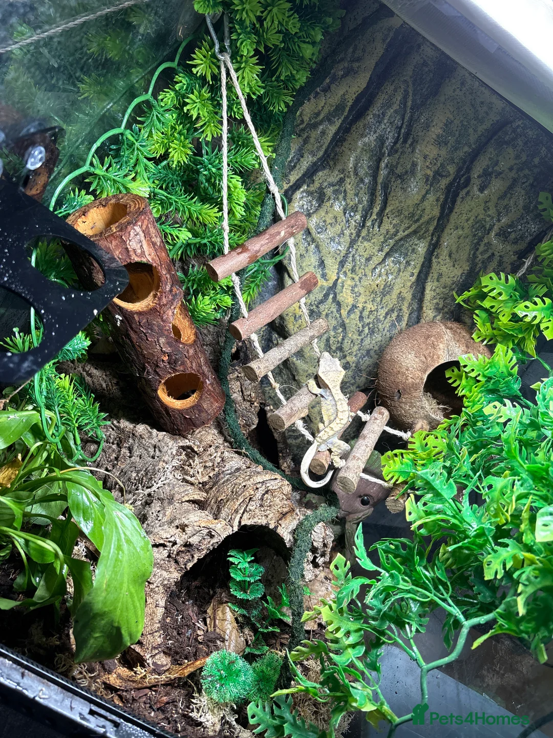 Gecko reptiles for sale: Crested gecko Harley Quinn  - Advert 3