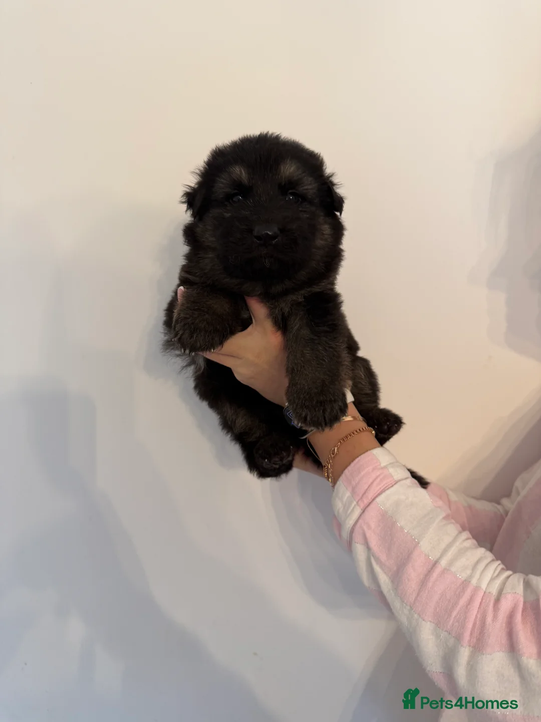 German Shepherd dogs for sale: German Shepherd Puppies - Advert 14