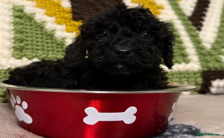 Cavapoo dogs - Advert 16