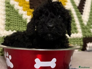 Cavapoo dogs - Advert 23