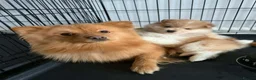 Pomeranian dogs for sale: Pomeranian Puppies - Advert 3