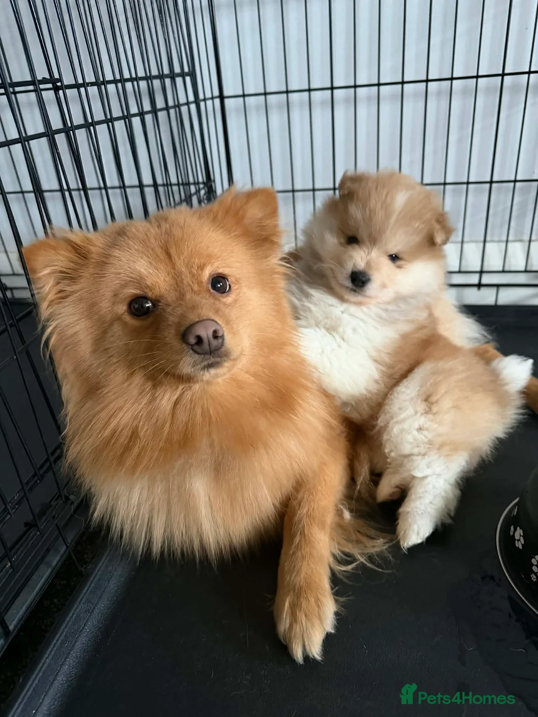 Pomeranian dogs for sale: Pomeranian Puppies - Advert 3