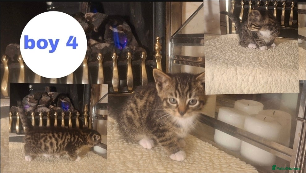 Mixed Breed cats kittens waiting for you! Sweet and cute.   - Advert 24