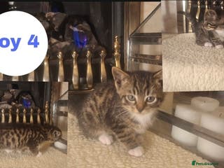 Mixed Breed cats kittens waiting for you! Sweet and cute. - Advert 24
