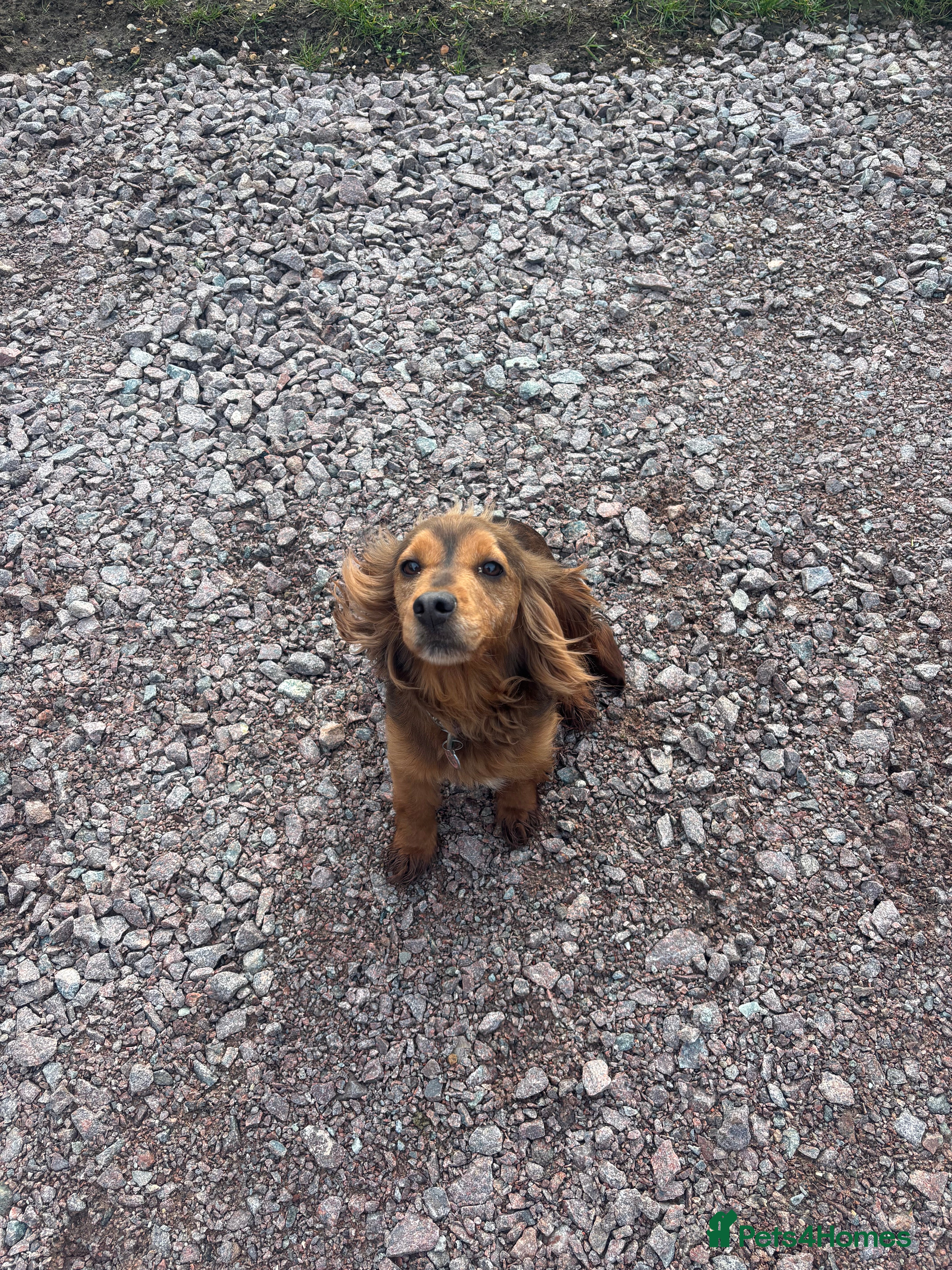 Cocker Spaniel dogs Ruby needs a new home - Advert 1