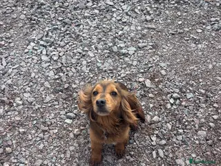 Cocker Spaniel dogs Ruby needs a new home - Advert 1