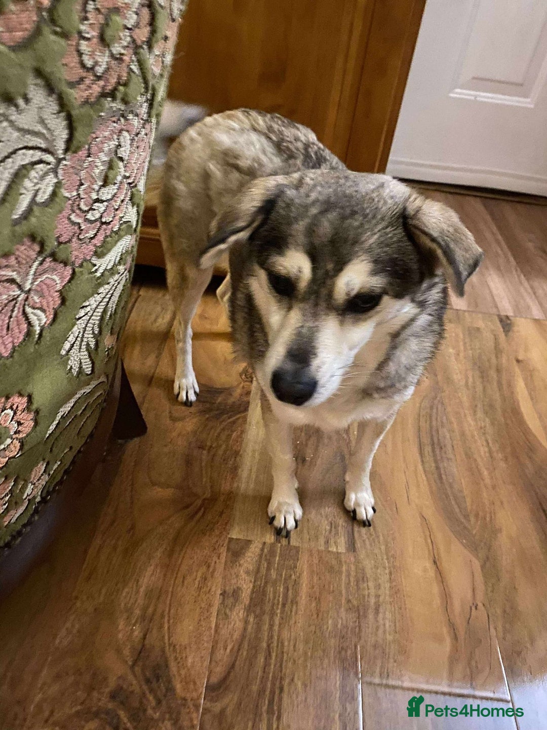 Mixed Breed dogs for adoption: Gracie  - Advert 3